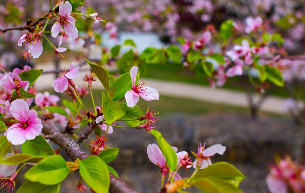Allegheny River Trail Park - Spring Blooms